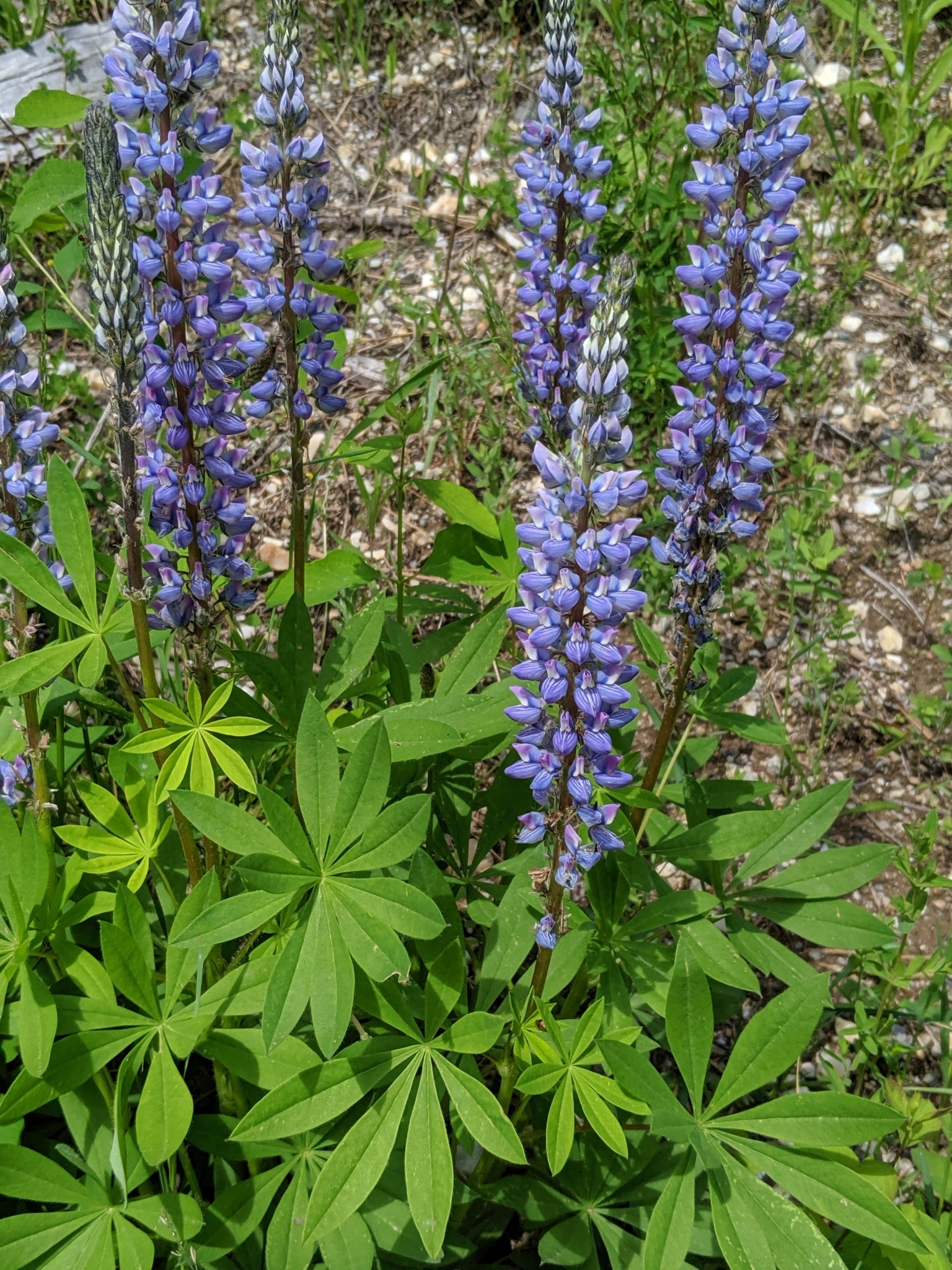Lupinus burkei