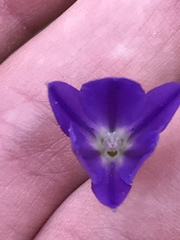 Brodiaea filifolia