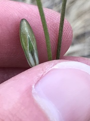 Brodiaea filifolia