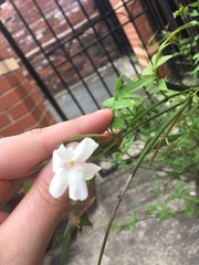 Jasminum officinale