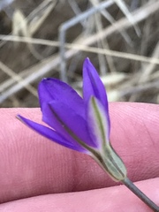 Brodiaea filifolia