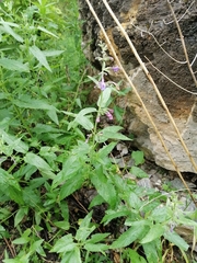 Nepeta sibirica