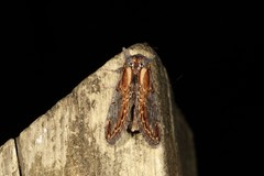 Notodonta scitipennis