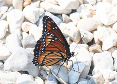 Limenitis archippus watsoni