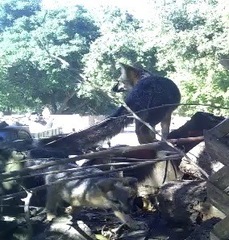 Urocyon cinereoargenteus