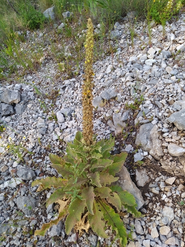 divozel malokvetý (Verbascum thapsus)