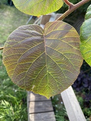 Actinidiaceae
