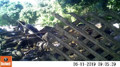 Urocyon cinereoargenteus