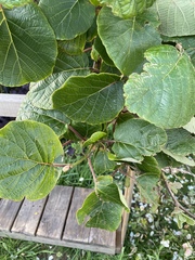 Actinidiaceae