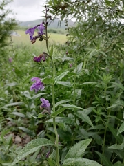 Nepeta sibirica