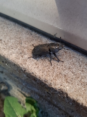 Dorcus parallelipipedus