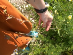 Silene latifolia alba