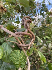 Actinidiaceae