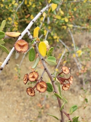 Ceanothus megacarpus megacarpus