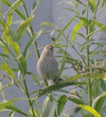Iduna caligata