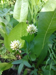 Trifolium longipes