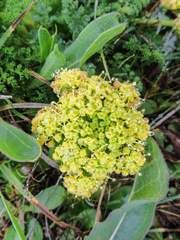 Lomatium dasycarpum dasycarpum