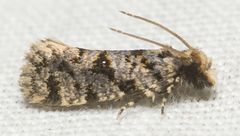 Amydria margoriella