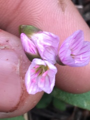 Claytonia lanceolata