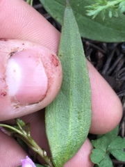 Claytonia lanceolata
