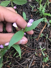 Claytonia lanceolata