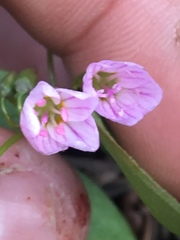 Claytonia lanceolata