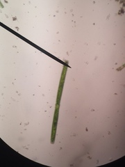 Desmidiaceae