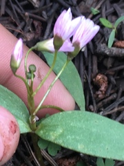 Claytonia lanceolata