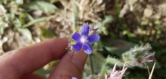 Anchusa azurea image