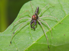 Lyssomanes temperatus
