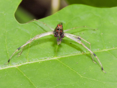 Lyssomanes temperatus