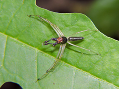 Lyssomanes temperatus