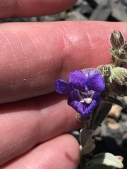 Penstemon purpusii