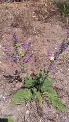 Salvia virgata