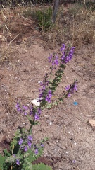 Salvia virgata