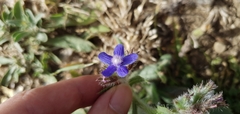 Anchusa azurea image