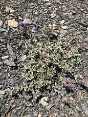 Penstemon purpusii