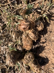 Barleria macrostegia