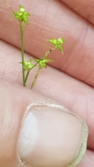 Carex interior