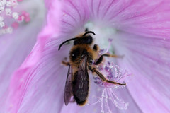 Melitta haemorrhoidalis