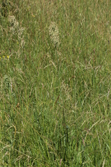 Rumex thyrsiflorus