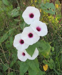 Ipomoea squamosa
