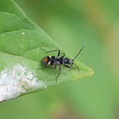 Dieuches maculicollis