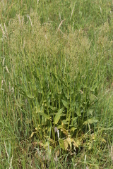 Rumex thyrsiflorus