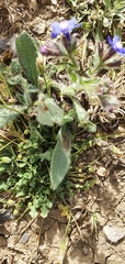 Anchusa azurea image