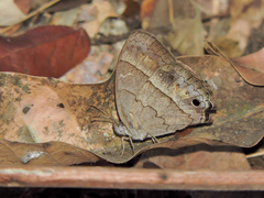 Cissia similis