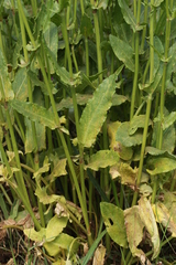 Puccinia acetosae