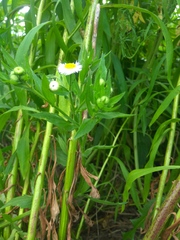 Erigeron annuus