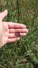 Allium atroviolaceum