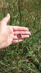 Allium atroviolaceum